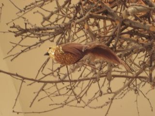 IMG_3550 IMG_3550